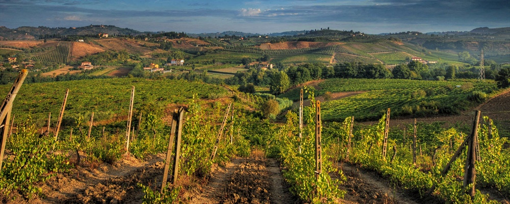 nel chianti prima della vendemmia